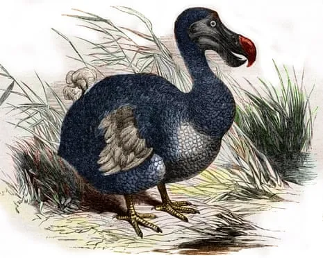 Scientists Claim They’ve Made a ‘Major Breakthrough’ in Resurrecting the Flightless Species for the Initial Instance in Multiple Generations